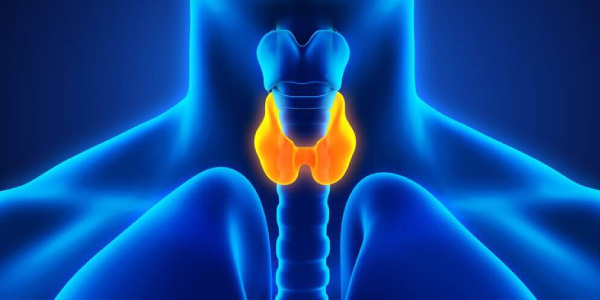 tireoide Exercícios sobre Sistema Endócrino