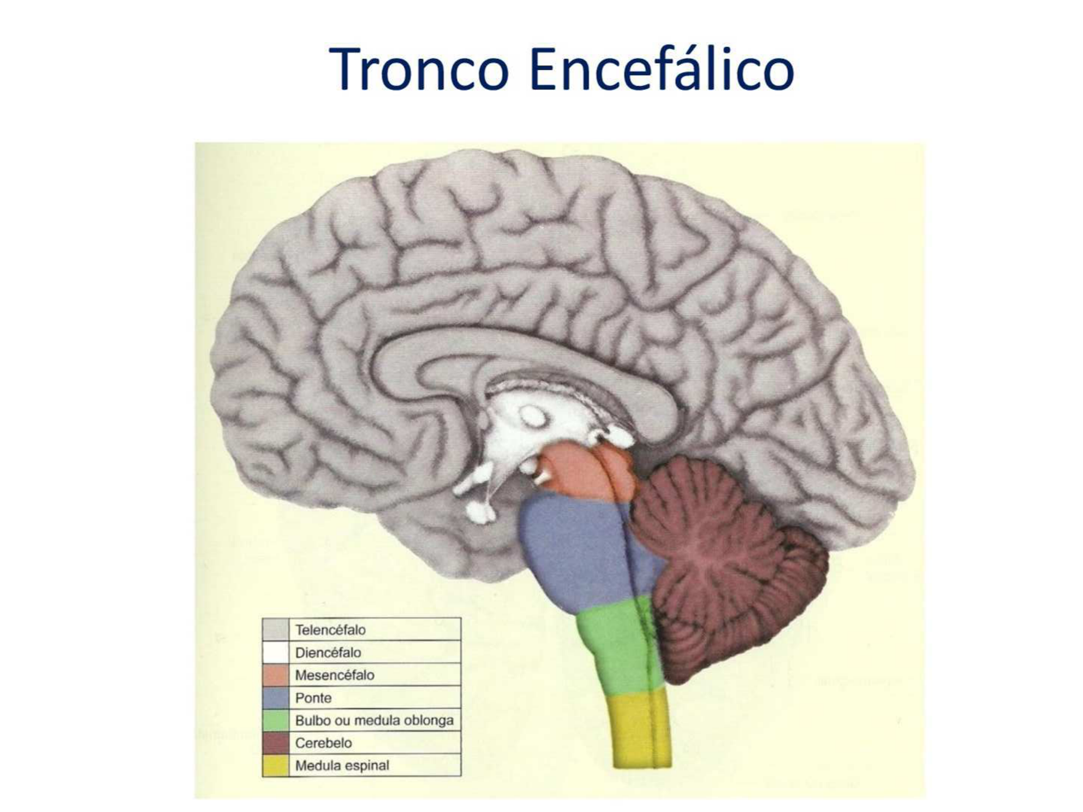 Tronco Encefalico Beduka Tudo Sobre ENEM SISU FIES ProUni E   Tronco Encefalico 