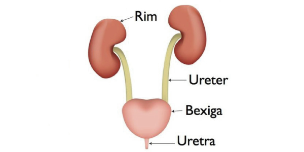 ureteres 