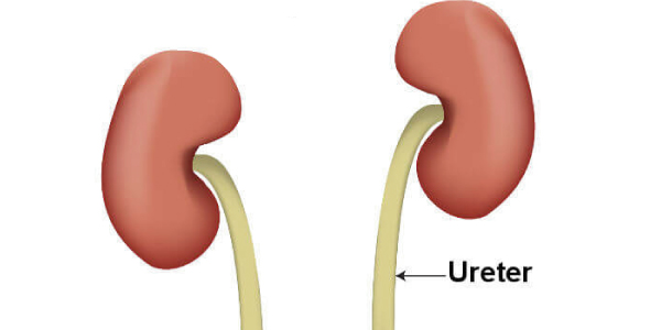 ureteres