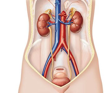 Exercícios sobre Sistema Excretor