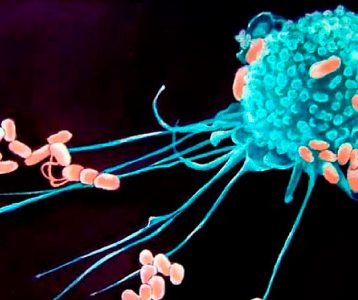 Células do Sistema Imune