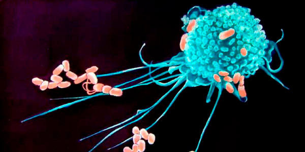 ▷ Células do Sistema Imune - TODAS as Células do Sistema Imune!