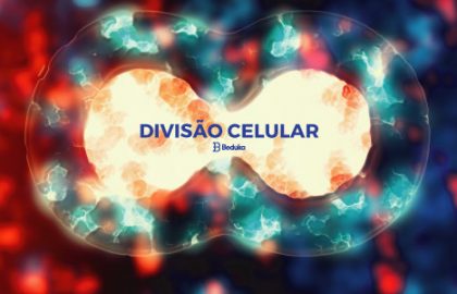 O que é Divisão Celular