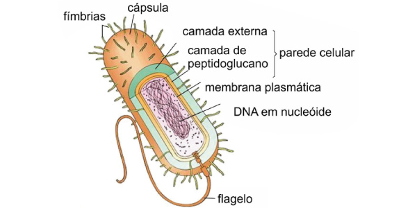 estrutura das Bactérias -Exercícios sobre Bactérias