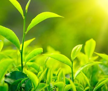 O que é Fotossíntese