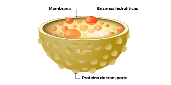 lisossomo