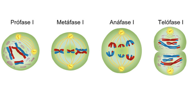 APhysio - FASES DA DIVISÃO CELULAR As células alternam entre períodos de  crescimento e de divisão celular. Existem dois tipos de divisão celular:  mitose e meiose. A mitose é a divisão celular