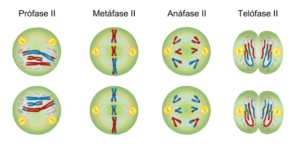 APhysio - FASES DA DIVISÃO CELULAR As células alternam entre períodos de  crescimento e de divisão celular. Existem dois tipos de divisão celular:  mitose e meiose. A mitose é a divisão celular