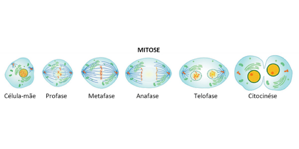 Mitose - quando uma célula se divide em duas