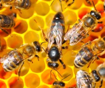 O que são Relações Ecológicas