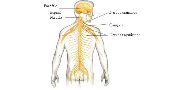 tipos de nervos Exercícios sobre Sistema Nervoso