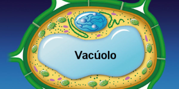 Vacuolo