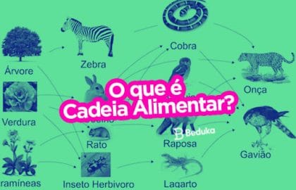 O que é Cadeia Alimentar
