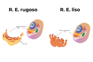 Reticulos-endoplasmáticos