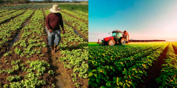 agricultura e pecuária
