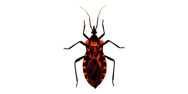 barbeiro - transmissor da doença de chagas