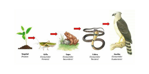 exemplo de cadeia alimentar, de uma planta, inseto, sapo, cobra e águia