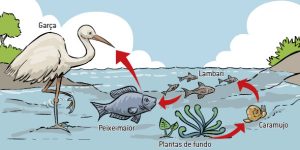 O Que é Cadeia Alimentar? Níveis Tróficos, Tipos E Exemplos!