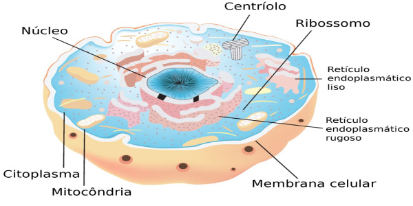 Exercícios de Citologia - célula eucariótica