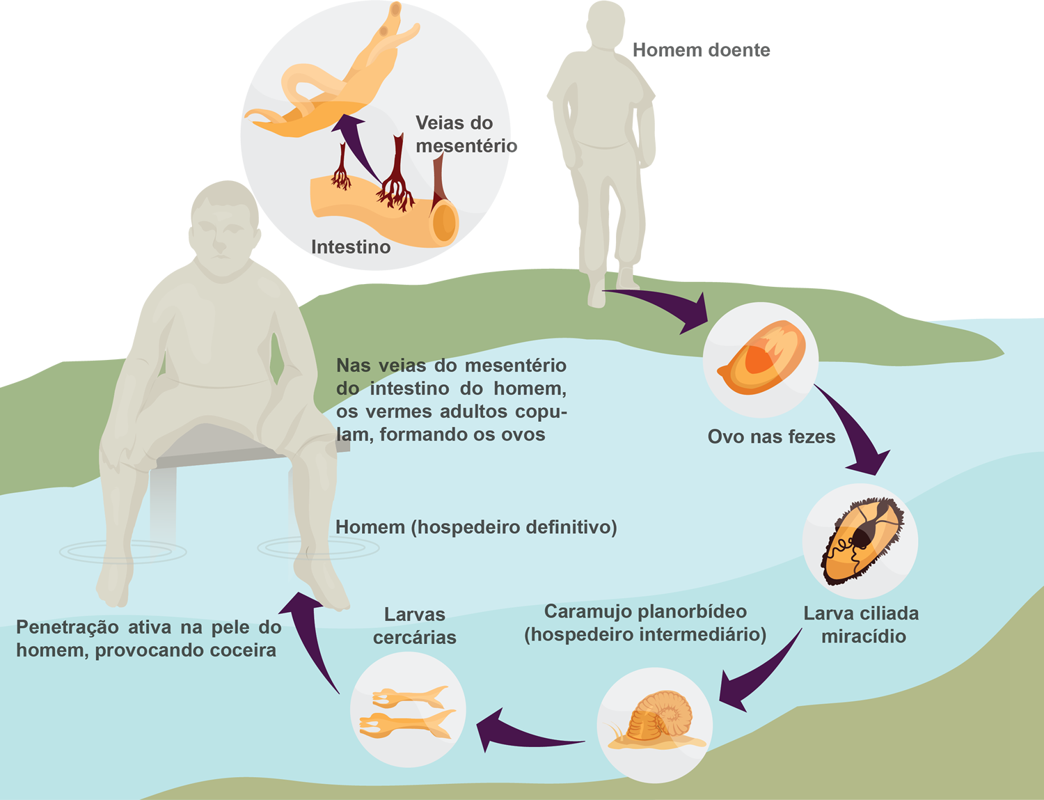Cite Dois Modos De Prevenção Da Esquistossomose