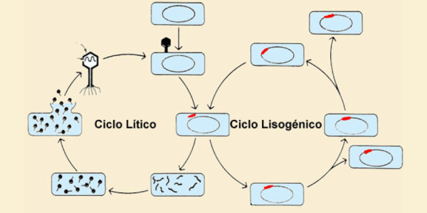 ciclo litico e lisogenico