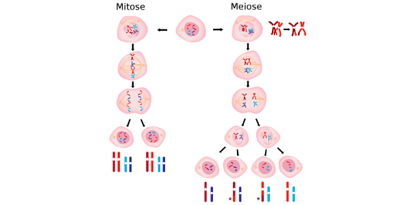 divisão-celular, explicação simples dos dois processos de divisão celular para fazer os Exercícios sobre Divisão Celular