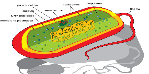 Exercícios de Citologia - célula procarionte