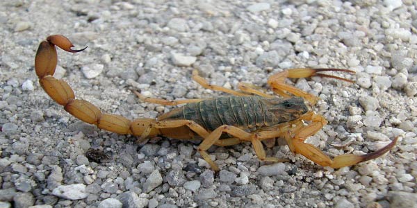 escorpião-chelicerata  Exercícios sobre Artrópodes