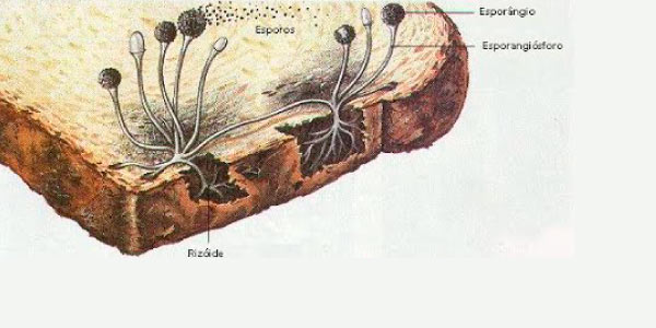 esporulaçao é um exemplo de fungo no pão conhecido como bolor