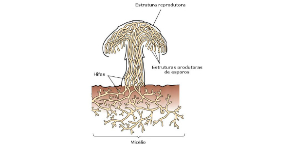estrutura do corpos de um fungo