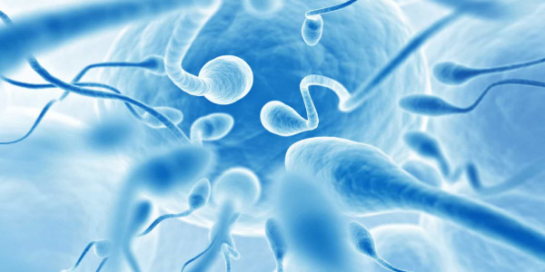 gametas produzidos pelos processos de mitose e meiose