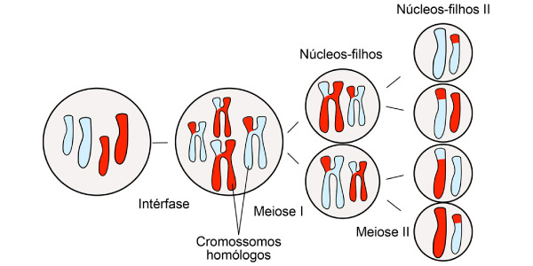 processo de meiose, divisão celular