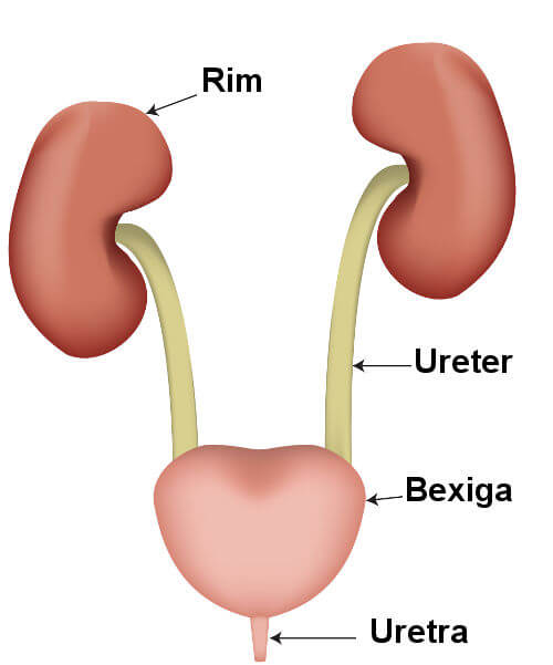 órgãos-do-sistema-urinário