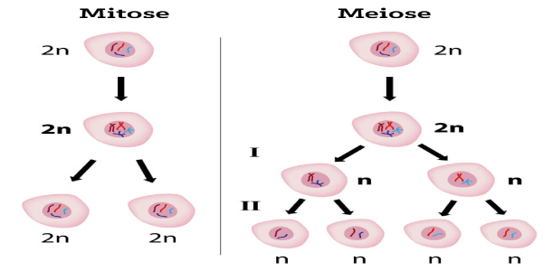 diferença entre os processos de mitose e meiose