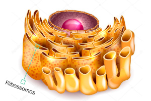 ribossomos