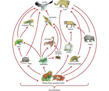 Cadeia e Teia Alimentar