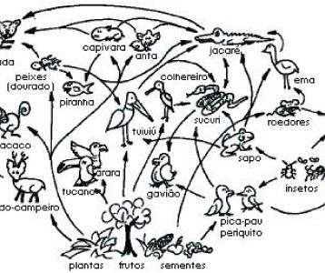 O que é Teia Alimentar