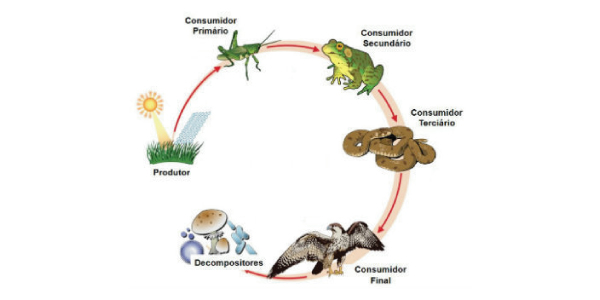 exemplo do que é cadeia alimentar terrestre