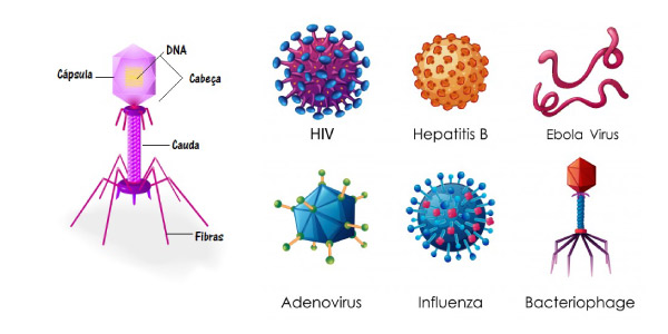 tipos de vírus -Exercícios sobre Vírus