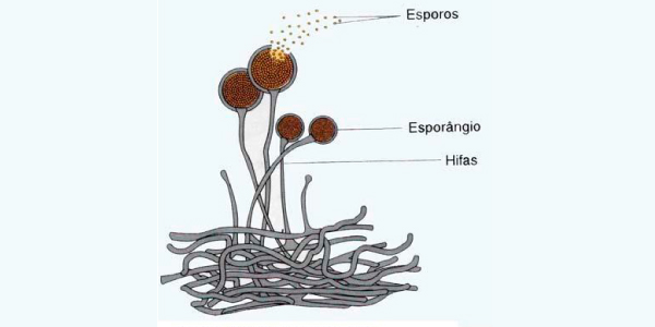 zigomicetos na reprodução dos fungos