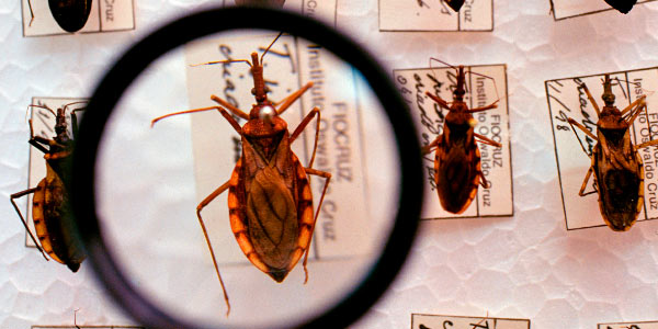 A doença de Chagas, também chamada Tripanossomíase, é causada pelo protozoário Trypanosoma cruzi e a sua transmissão é possível a partir das fezes do barbeiro