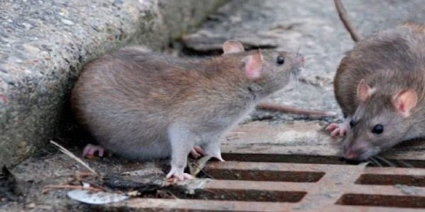Lepstospirose é transmitida por meio da urina dos ratos