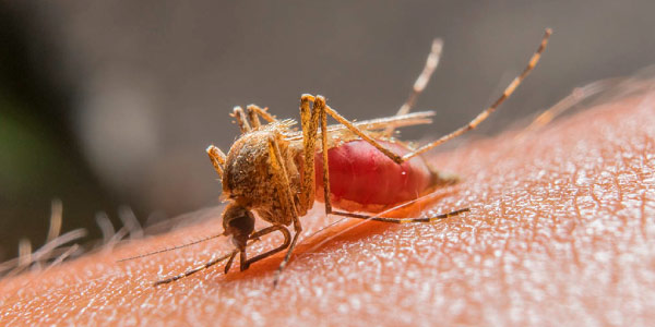 A malária é causada por protozoários e o seu vetor é o mosquito-prego no Brasil (Anopheles)