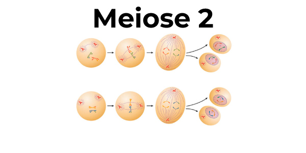 etapas da meiose