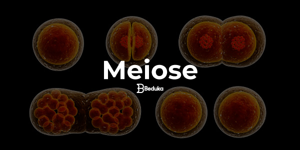 Meiose: resumo, fases e diferenças da mitose - Toda Matéria