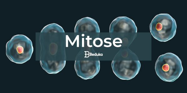 Mitose: o que é, fases, importância, mitose x meiose