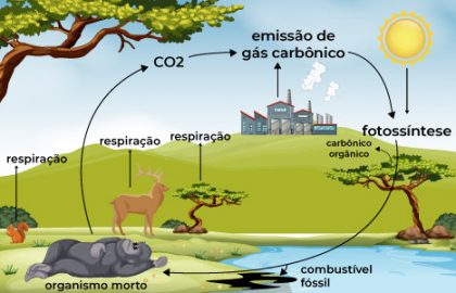 EXERCÍCIOS sobre CICLO do CARBONO com GABARITO + Resumo