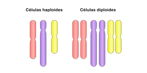células haploides e diploides