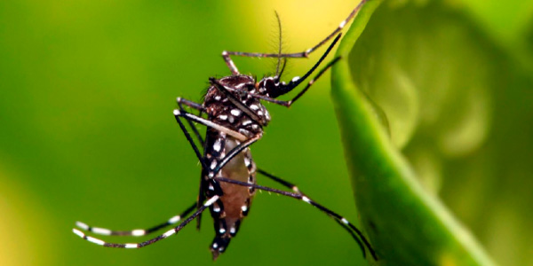 A Dengue, Zika e Chikungunya são doenças virais e são transmitidas pelo mosquito Aedes aegypti